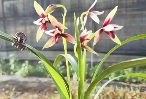 兰花移植技巧全解析，轻松上手！