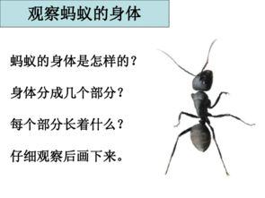 寻访蚂蚁农场周边的农药小店