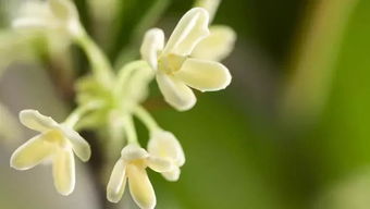 桂花秋季移植，浇水时机如何把握