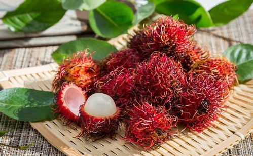 红毛丹种子如何进行种植和养护才能保证成活率高