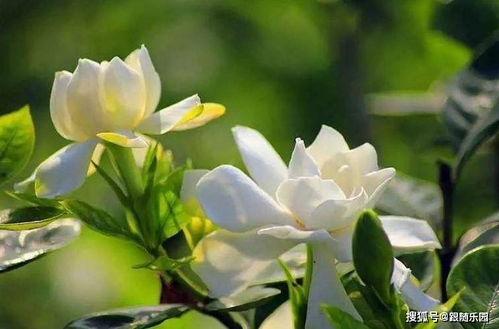 栀子花叶子变黄怎么办？是浇水过多还是施肥不足