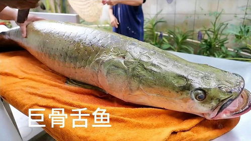 巨骨舌鱼市场售价不一，口感独特