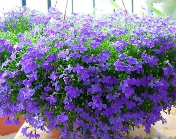 东北花草大熟悉小熟悉是什么品种？