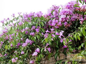 蒜香藤的自然特性