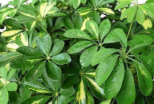 如何科学管理榕树，使其在栽培过程中保持茂盛生长状态
