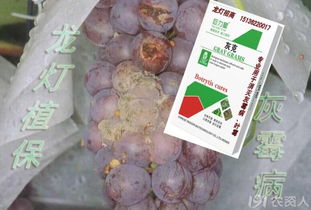 灰霉病Neng彻底治愈葡萄吗？