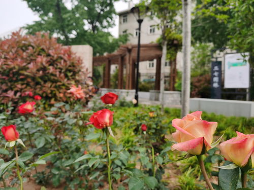 月季花盛开， 郑州公园大比拼