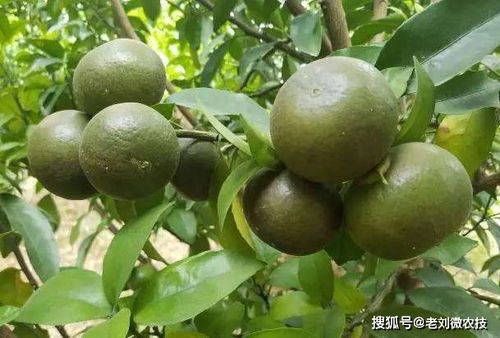 柑橘树管理中的误区