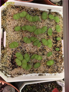 谨慎购买低价玫瑰种子