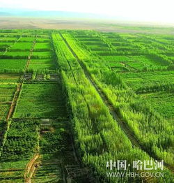 柯柯牙绿化工程：荒漠变绿洲的奇迹