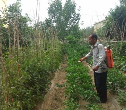 菜园里的秘密：无害农药大揭秘