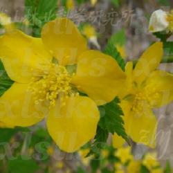 棣棠花品种大盘点