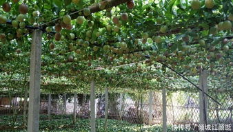 百香果种植后多久能结果？老果农透露真实时间