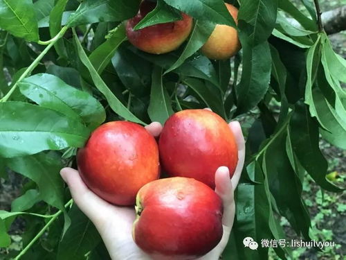 油桃种植选优：五大热门品种推荐