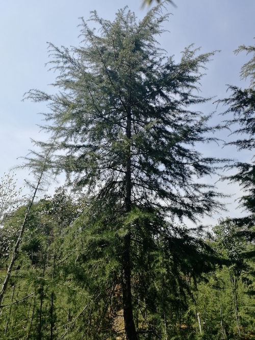 南京江北的雪松购买指南