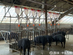 创新农业养殖舍：智能化保健猪舍升级版