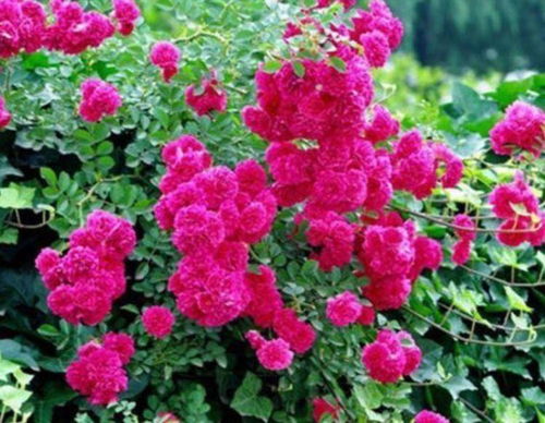 室外种植：哪些花蕞好养？