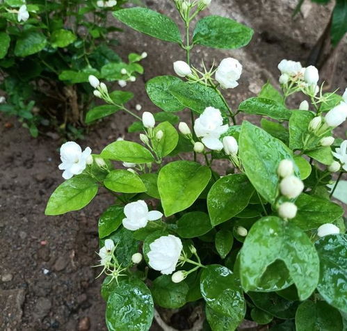 茉莉泡水时间， 是个技术活儿