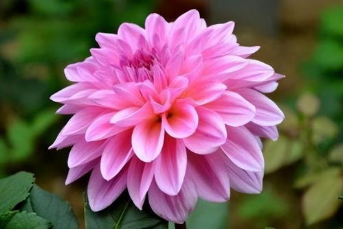 大丽花：彩虹下的夏日勇士