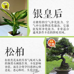 花卉营养关键：探究高蛋白质植物肥料选择指南