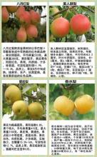 梨树的好处，你了解吗？