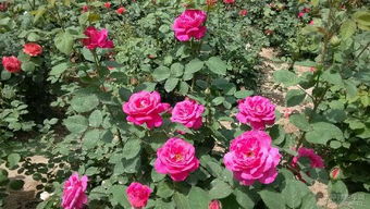 南阳月季， 美名远扬