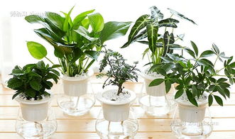 观叶植物花卉有哪些？室内好养的大型绿植推荐