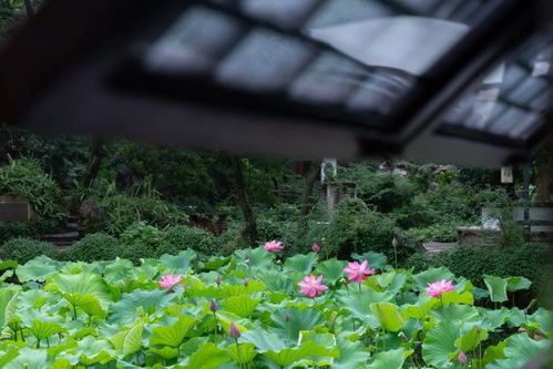 睡莲，恬静之美