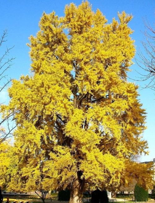 植物中的活化石——银杏，它们如何存活至今
