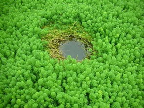 聚和除草剂：车上的聚合草“克星”
