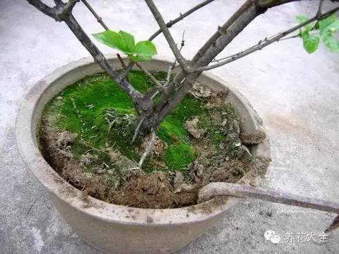 浇水和选择花盆