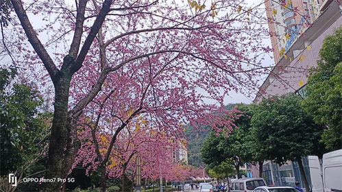 冬季花园的生机