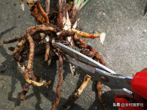 兰花浇多菌灵，防范病菌感染