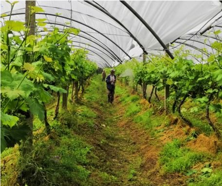 作为一名农业方面的专家，我认为在葡萄的种植过程中，防范灰霉病是fei常重要的。