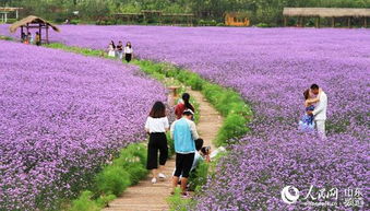打造四季常青、 赏心悦目的庭院草坪