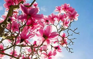 花中君子艳而香，你知道是何花之谜