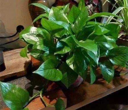 视频里说 它这样长的