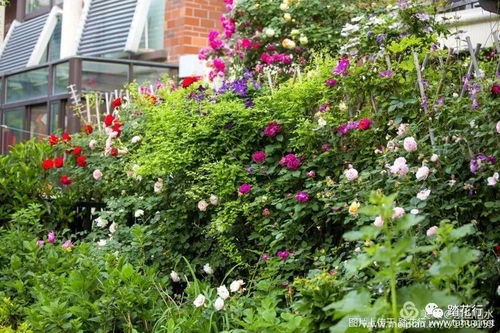 选花心得大分享