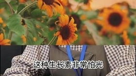日葵朝着太阳，它为何如此执着