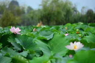 莲藕种类， 南方北方各不同