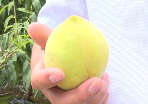 黄桃何时成熟？如何判断其成熟度