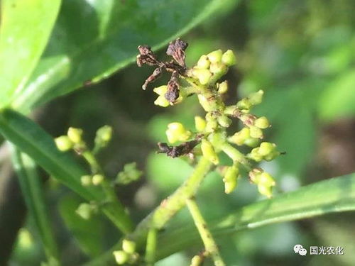 丙环唑控梢，果实的守护神还是魔咒？