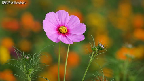 波斯菊：四季花开的美丽使者