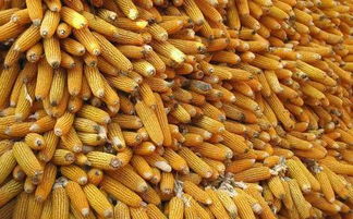 多菌灵：病害的克星还是种子的噩梦？