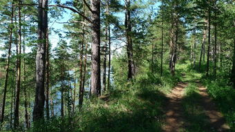 树木的世界， 绿色的宝藏