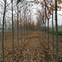 南阳美国红枫基地，价格之谜大揭秘！