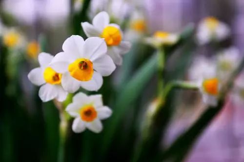 水仙花语：纯洁高贵