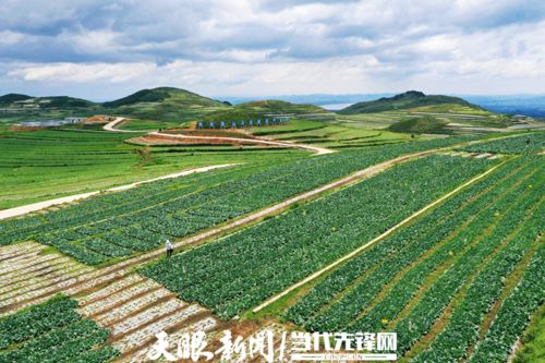 贵州主要种植的蔬菜