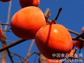 柿子可以嫁接在什么树上？哪种树最适合嫁接柿子