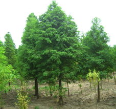 柳杉树的价格探秘：24cm的它究竟值多少钱？